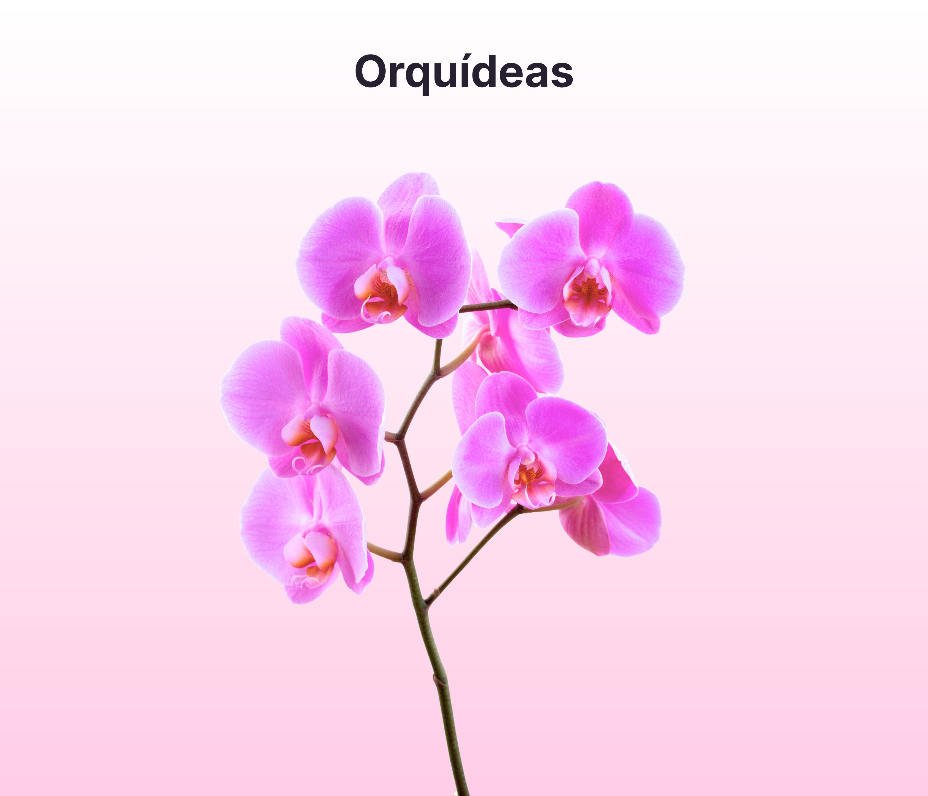 Orquideas
