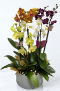 Jardín Elegante