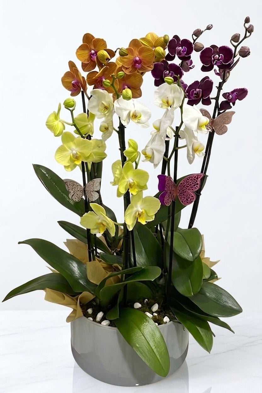 Jardín Elegante