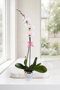 Orquídea Barbie