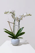 Orquídea Blanca