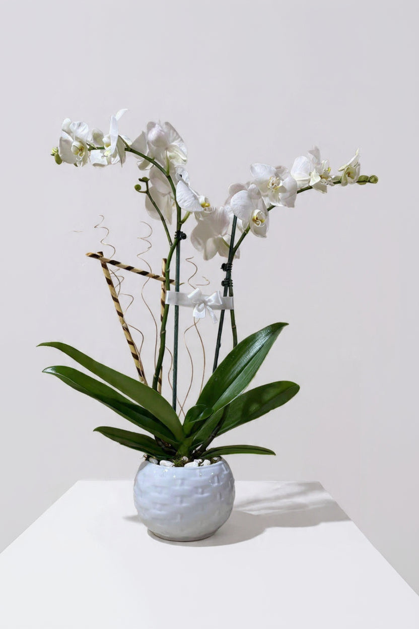 Orquídea Blanca