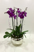 Orquídea Elegante